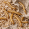 Picture of 5000 Live Mealworms - Medium - Grown Organic in Florida