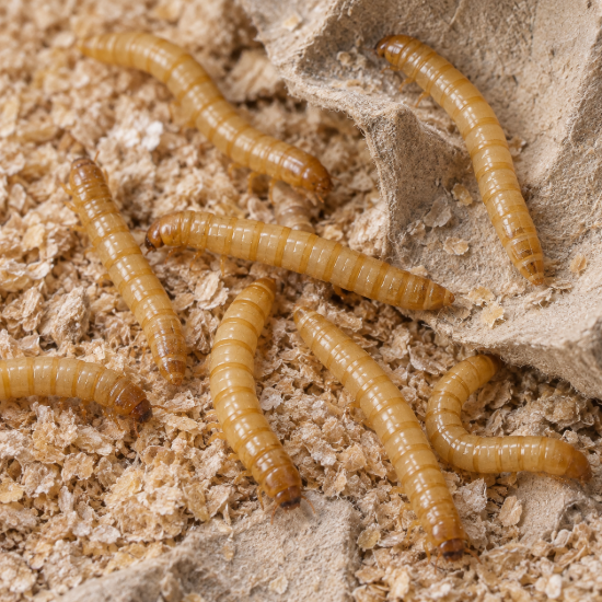 Picture of 2000 Live Mealworms - Medium - Grown Organic in Florida