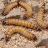 Picture of 2000 Live Superworms - Large - Grown Organic in Florida