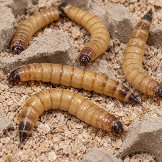 Picture of 2000 Live Superworms - Large - Grown Organic in Florida